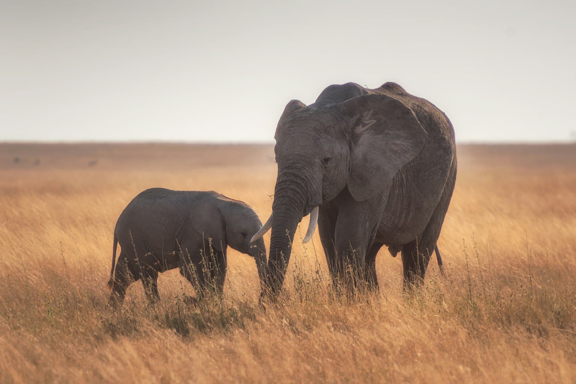 Elephant and calf standing in golden grass on the Serengeti plains