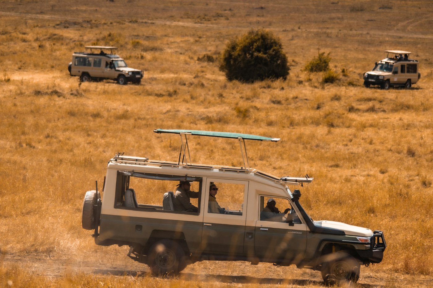 Safari vehicles with pop-up roofs watching wildlife across golden grassland