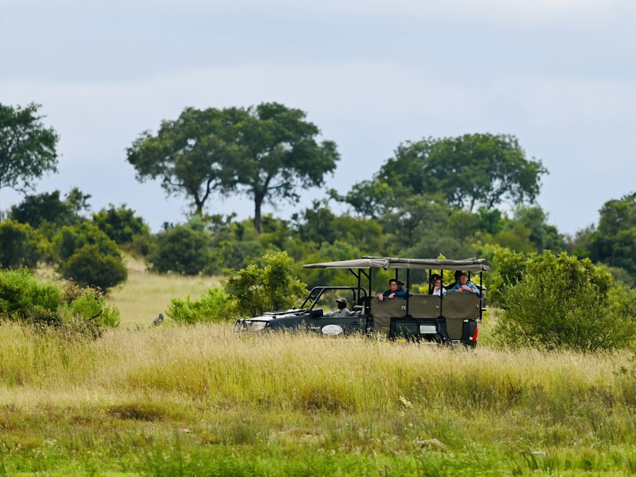 Open safari vehicle with guests crossing tall green grass