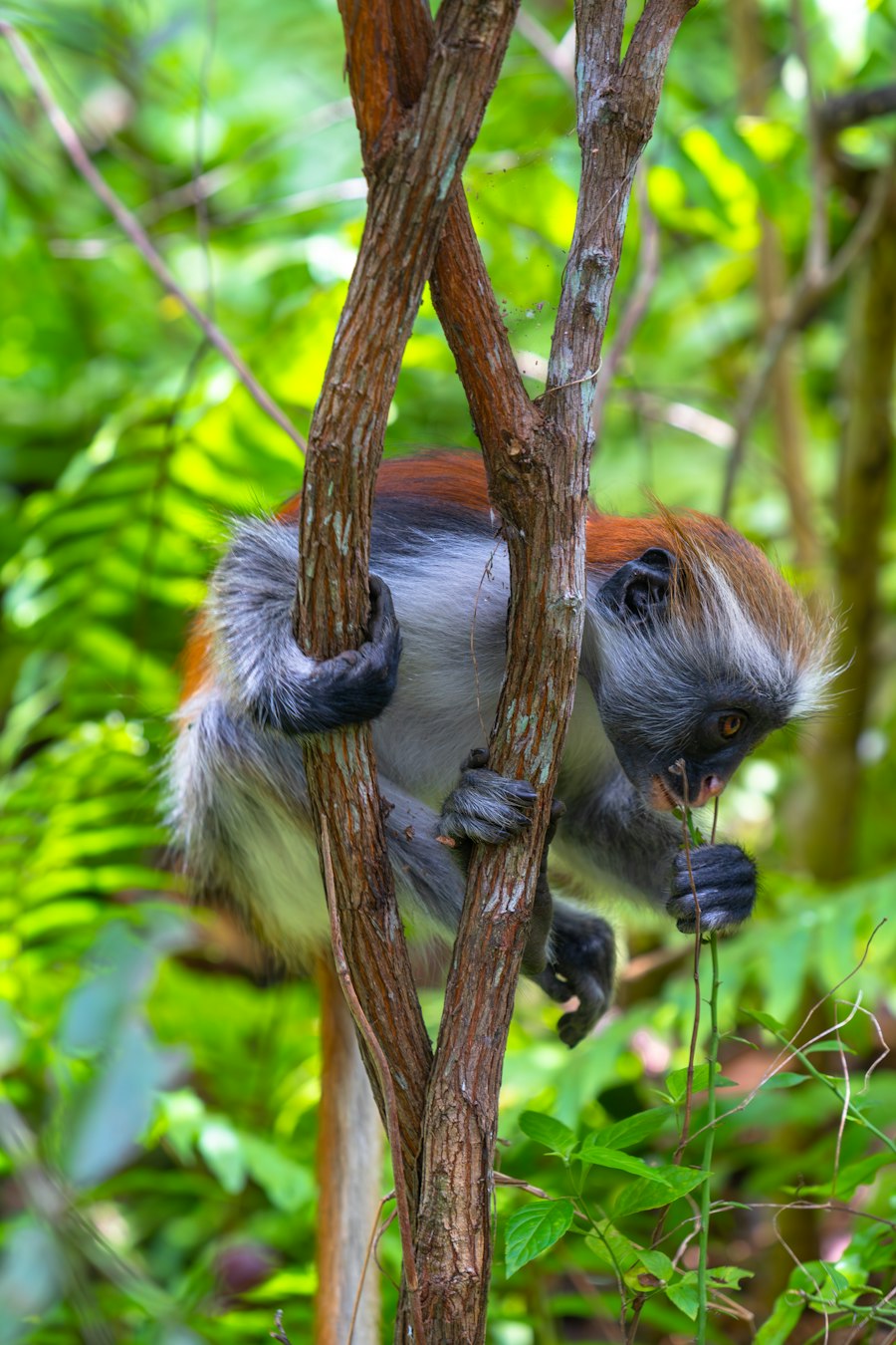 A Zanzibar red colobus monkey climbing through the forest