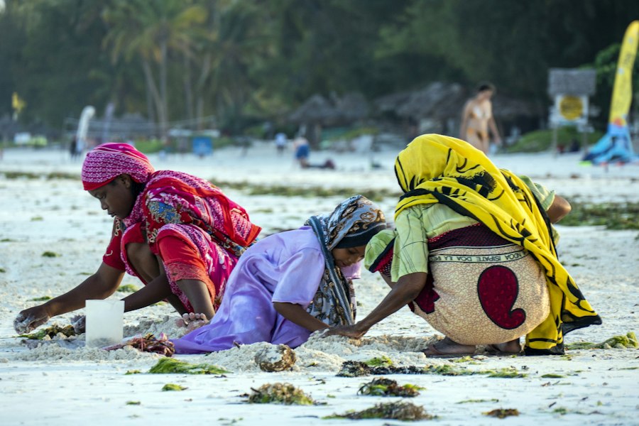 Women gathering seaweed on the sand at low tide