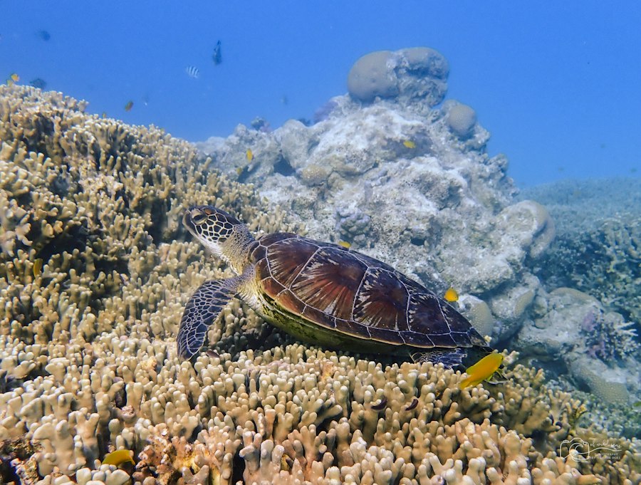 Green turtle gliding over a coral reef