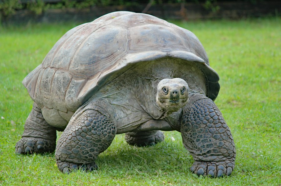 A giant tortoise resting on the grass