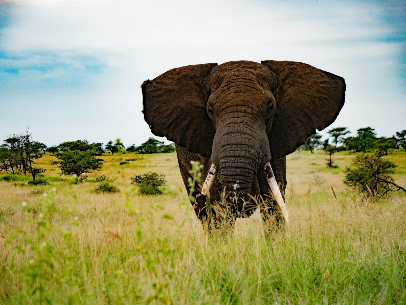 An elephant standing in the Serengeti grassland