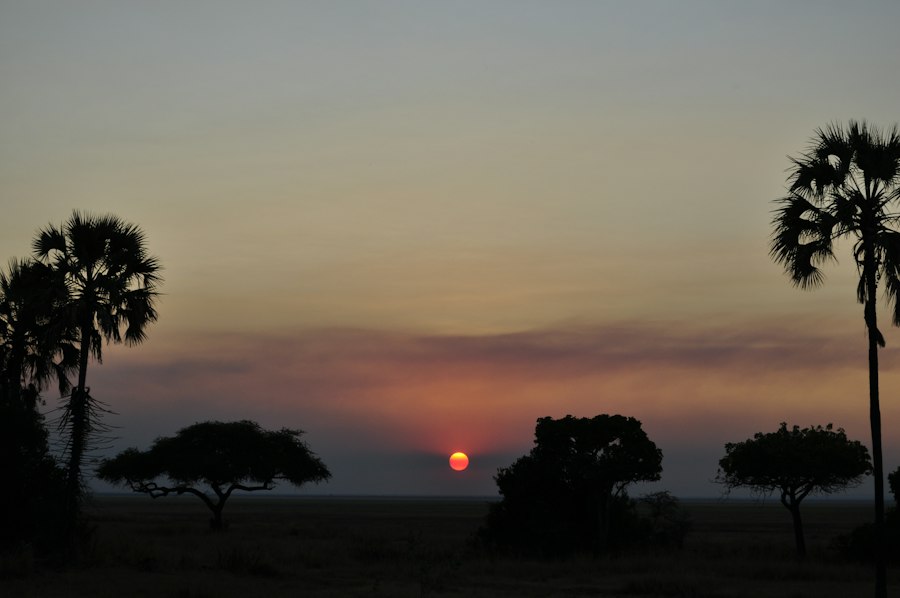 Sunset over palm-dotted plains in western Tanzania