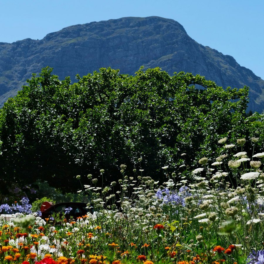 Highland meadow of wildflowers below rolling mountains