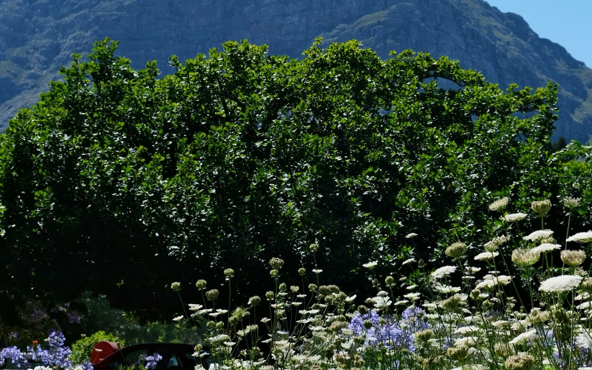 Highland meadow of wildflowers below rolling mountains