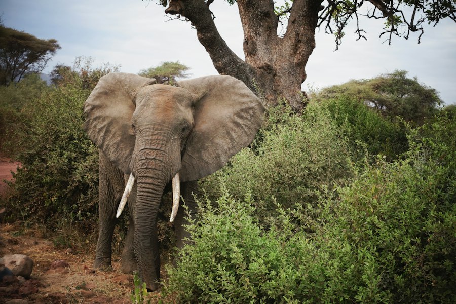 Elephant among the bushes at Lake Manyara