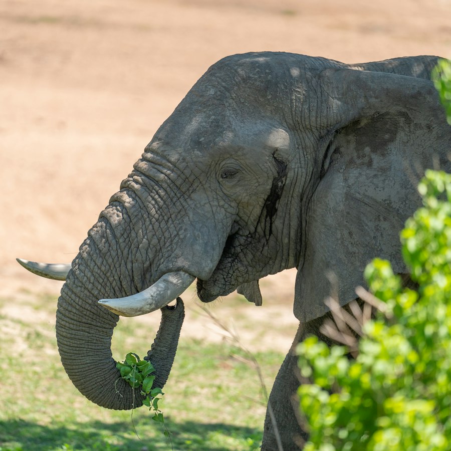Elephant feeding on fresh leaves in Ruaha