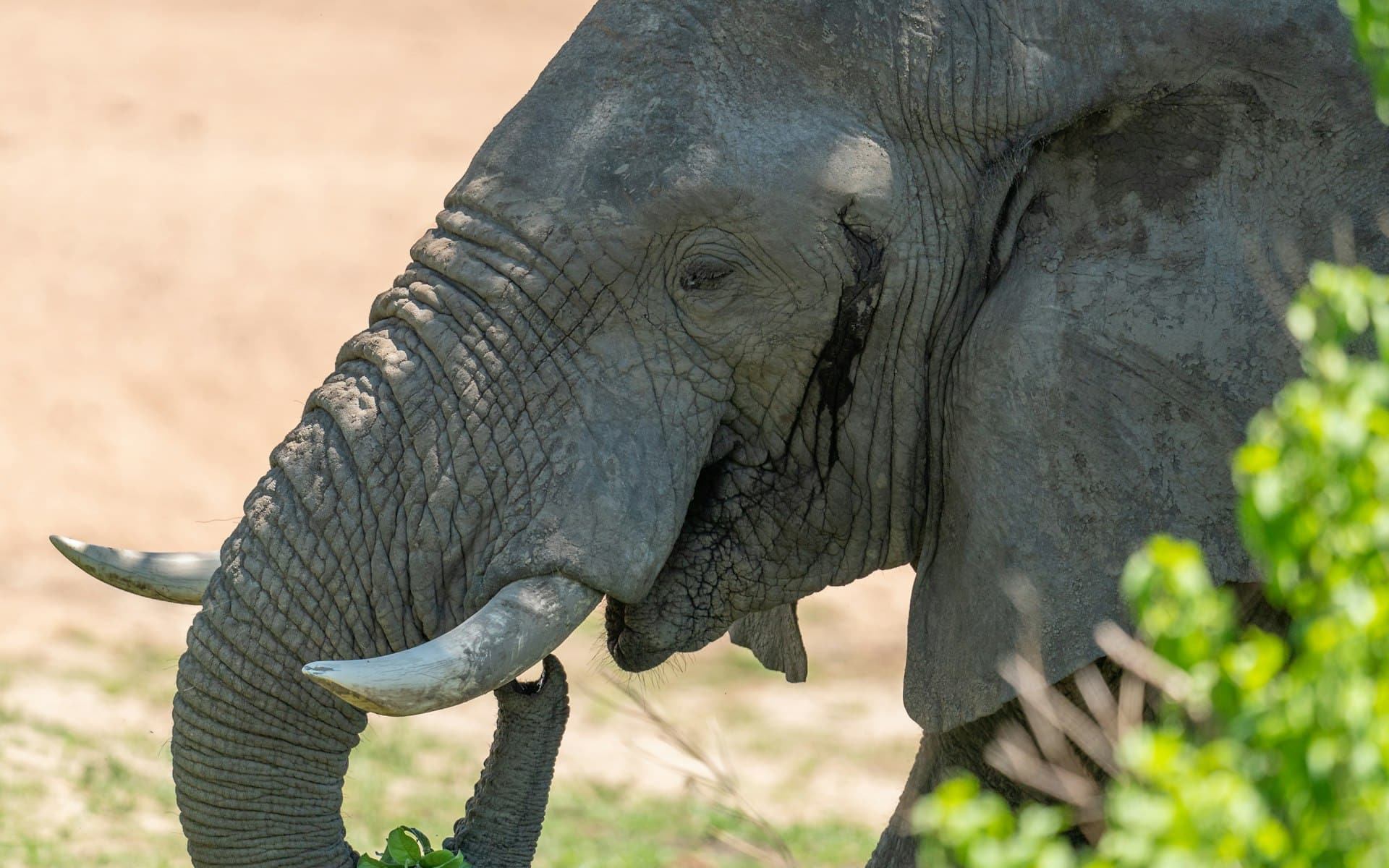 Elephant feeding on fresh leaves in Ruaha
