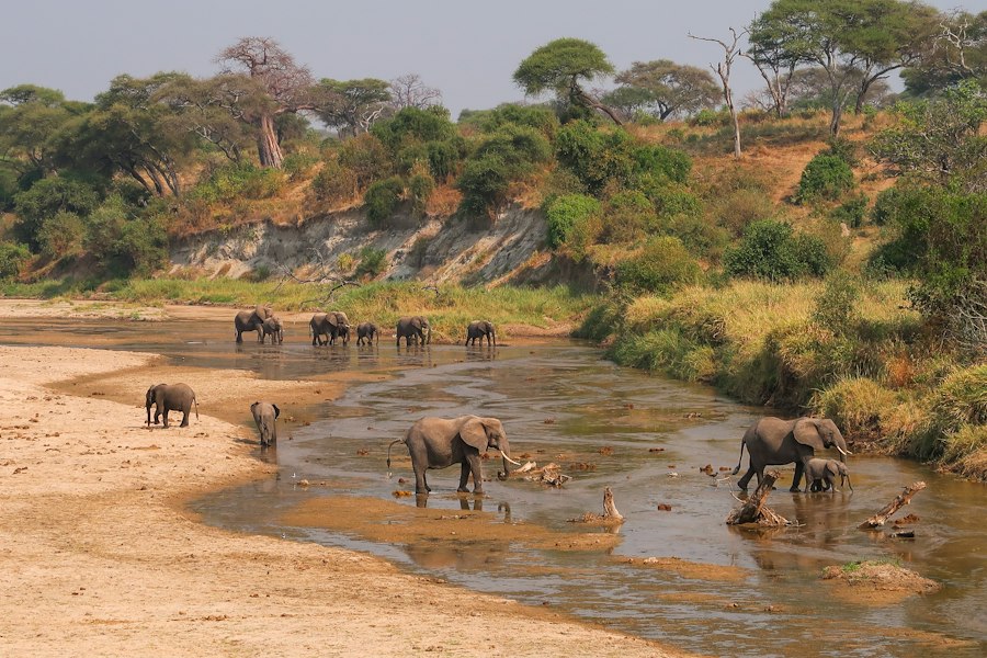 Elephant herd crossing a river in Tarangire