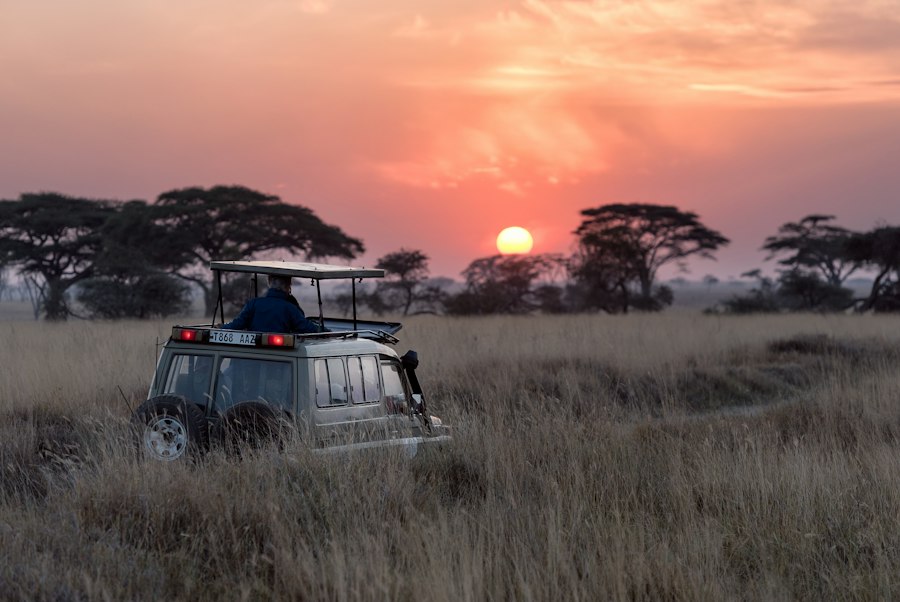 Pop-top safari vehicle in tall grass as the sun sets over acacia trees