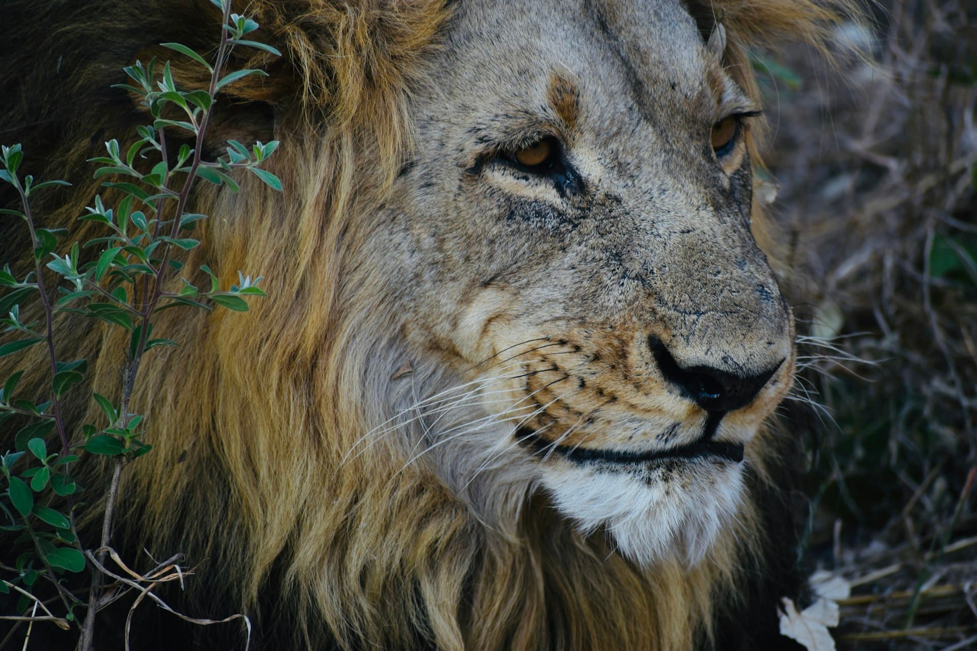 Close-up of a male lion gazing out from beside a leafy bush