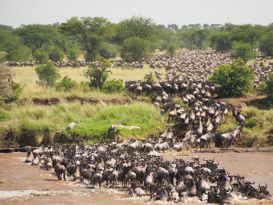 Wildebeest crossing a river during the Great Migration