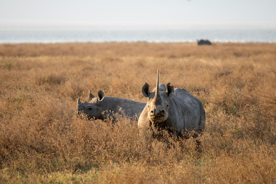 Black rhino standing in grassland