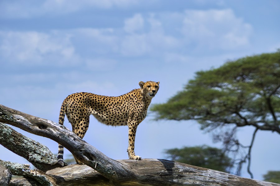 Cheetah resting in the grass