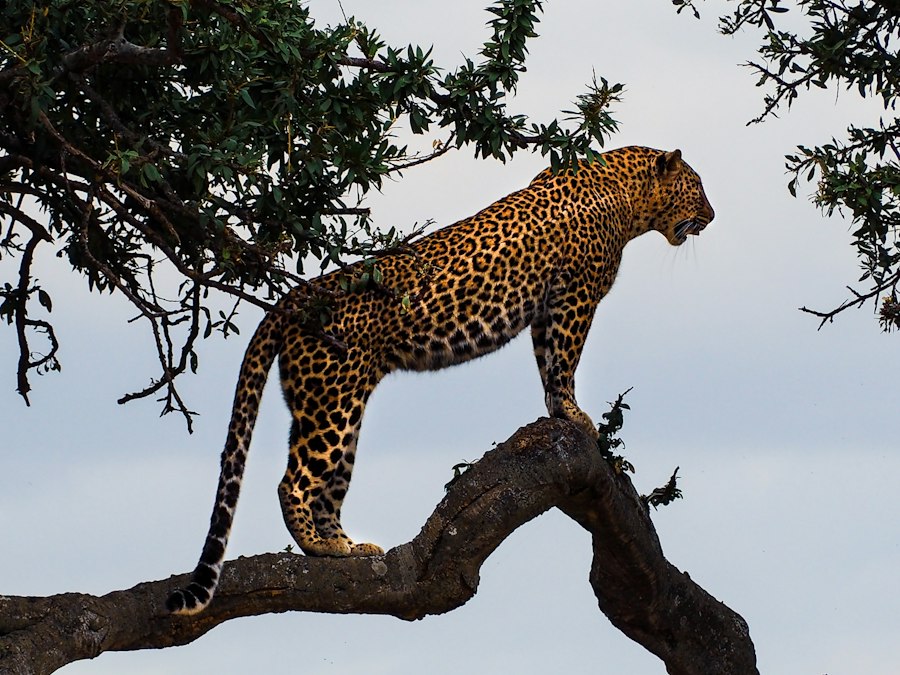 Leopard resting on a tree branch