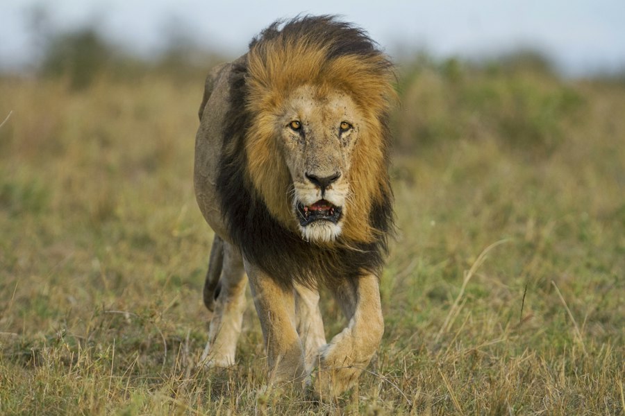 Lion lying in the savanna grass