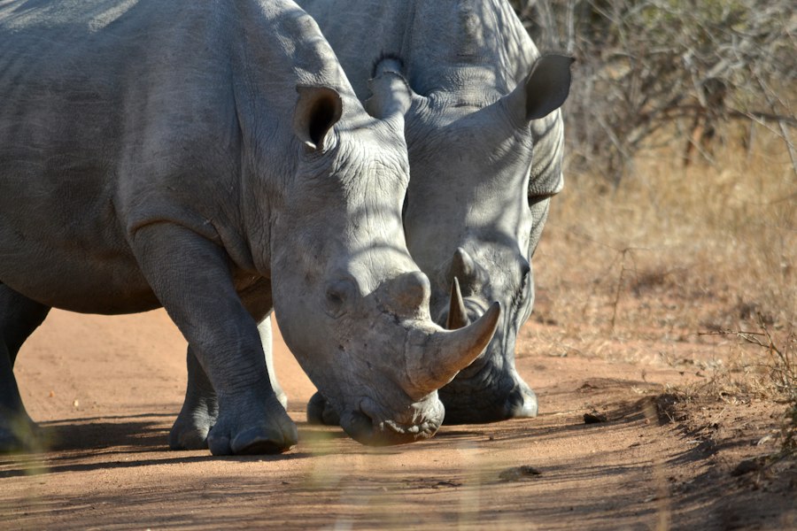 White rhino grazing in open grassland