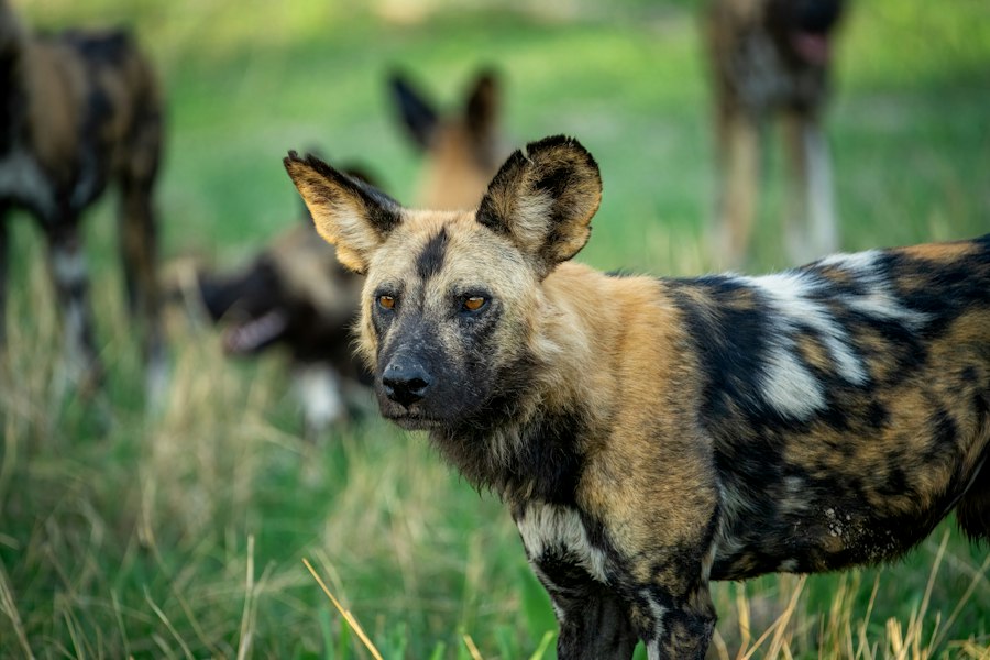 African wild dog standing in dry grass