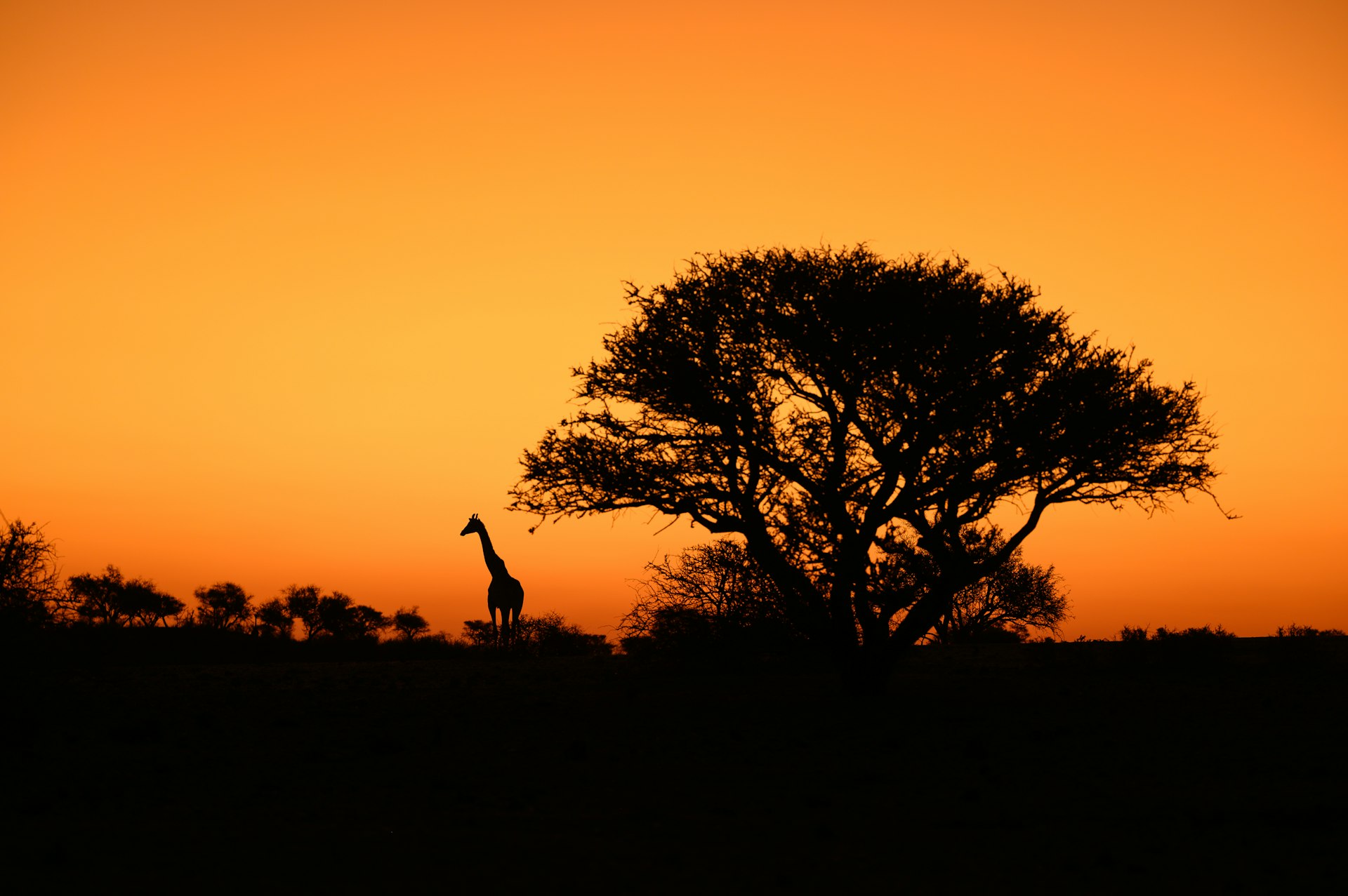 Giraffe silhouetted beside an acacia tree at sunset